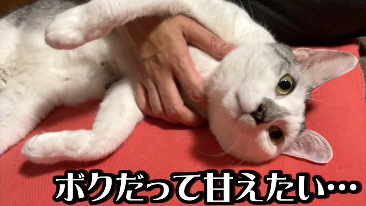 保護した子猫を迎えてから甘え方を忘れてしまった先住猫の春馬