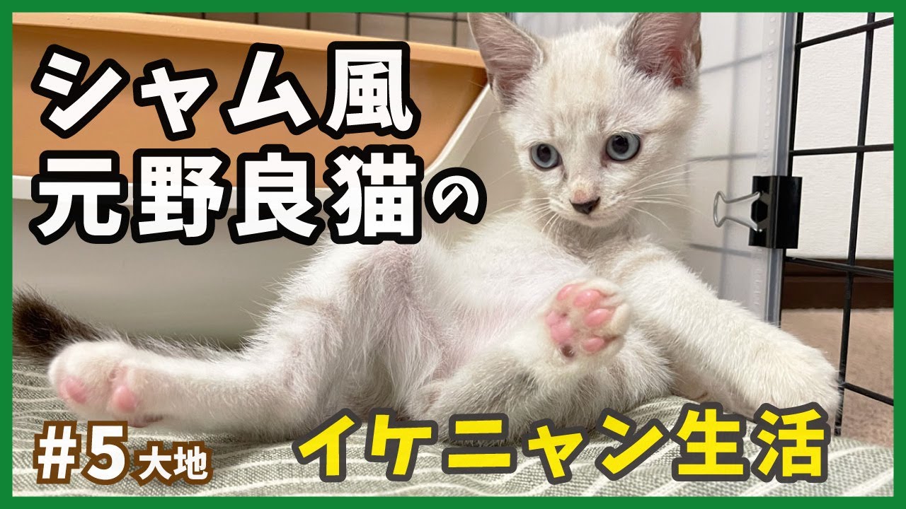 【保護 シャムミックス】元野良猫イケニャンのほのぼの成長記録。【野良シャム・大地5】/ Kitten  protection