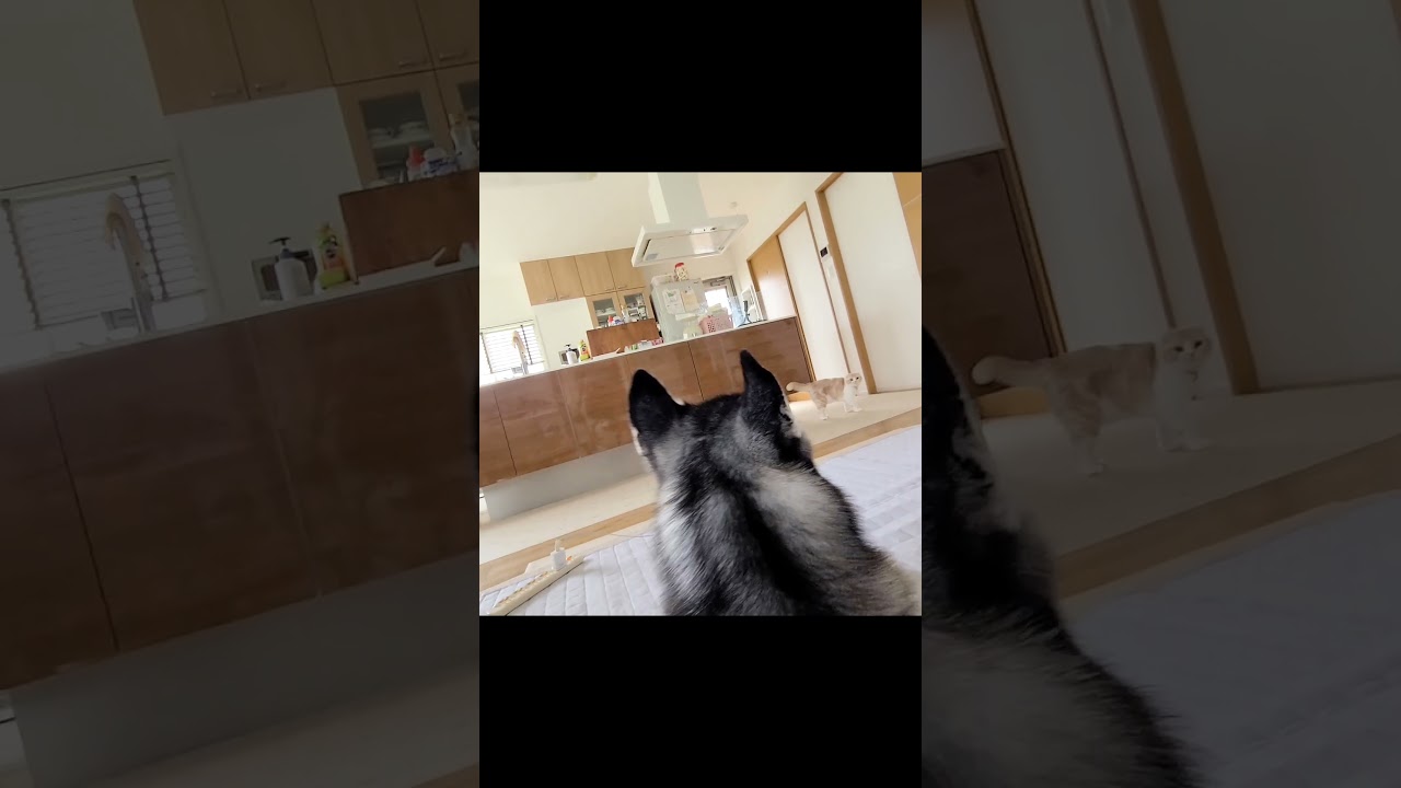 猫が１日中ついてくるんですが...