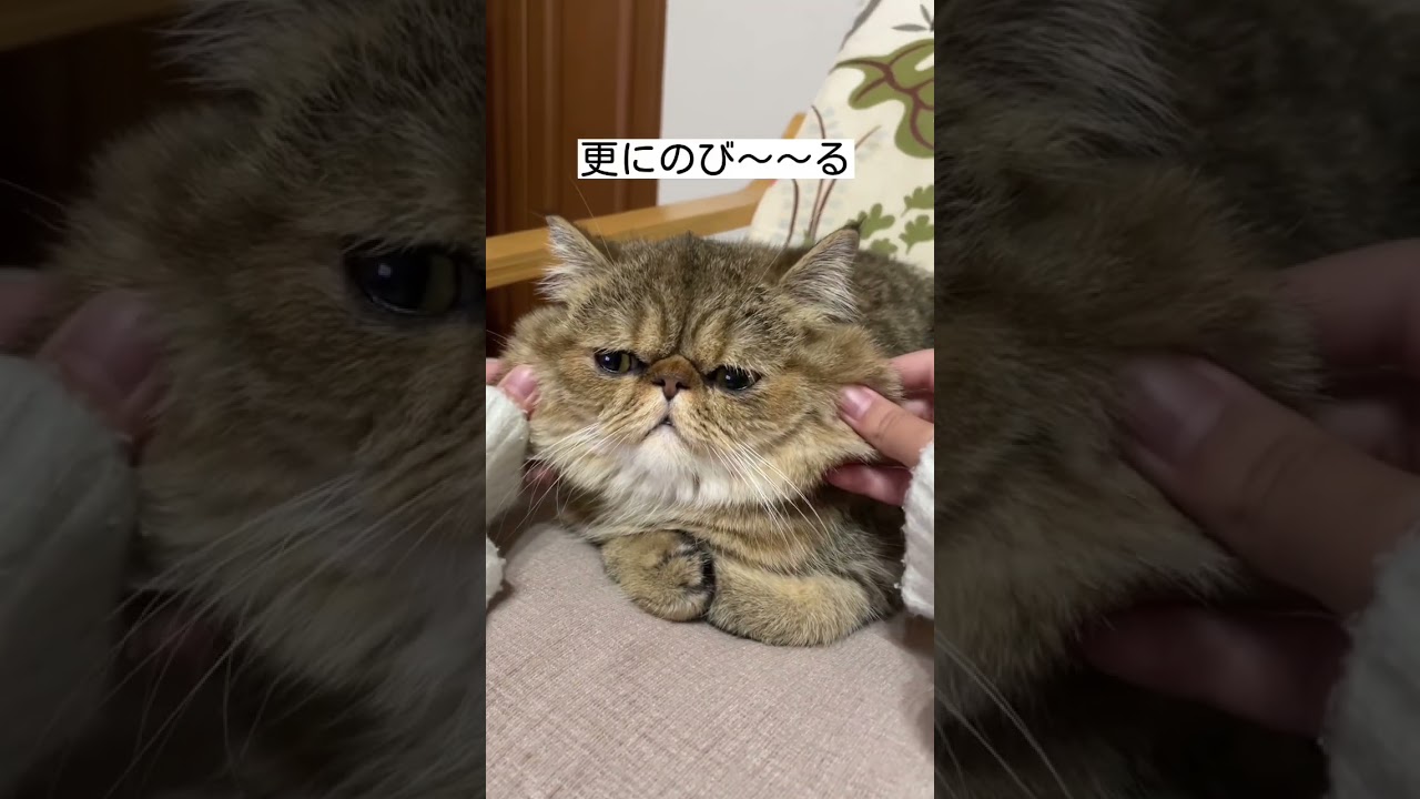 のび〜るお餅を召し上がれ【エキゾチックショートヘア】