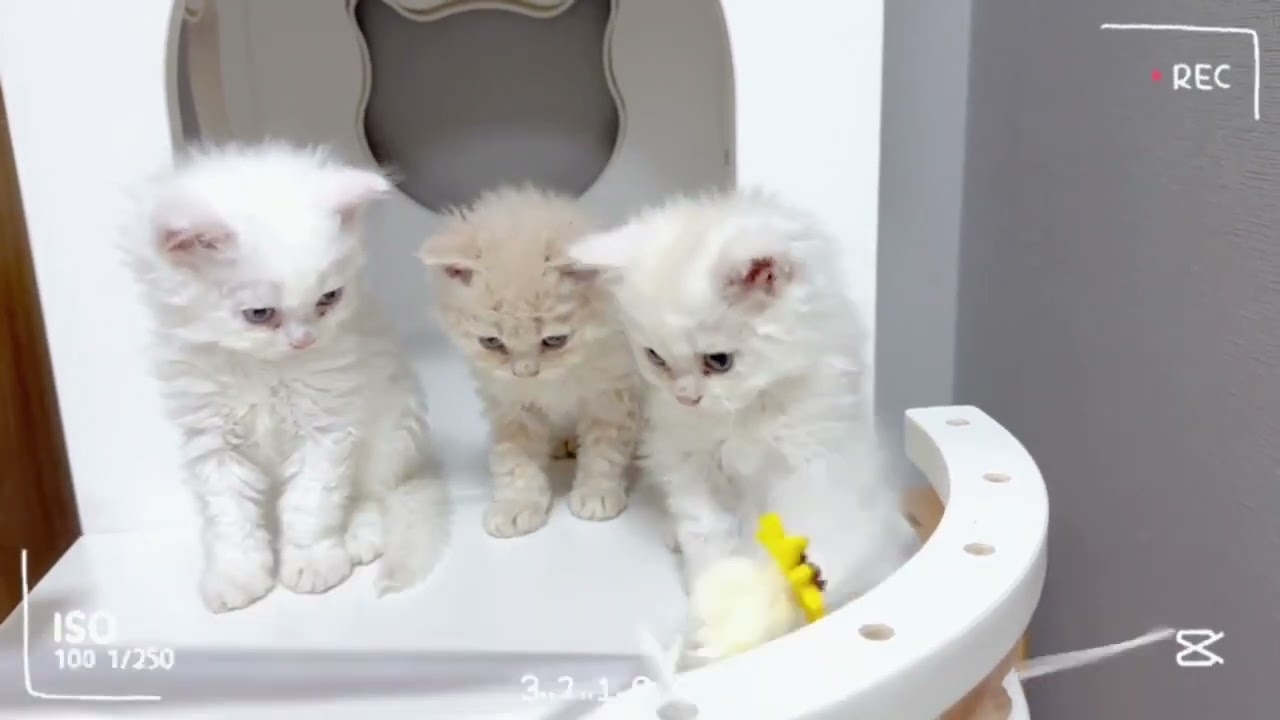 セルカークレックス 珍しい色♡カメオ＆ホワイトの長巻毛の男の子