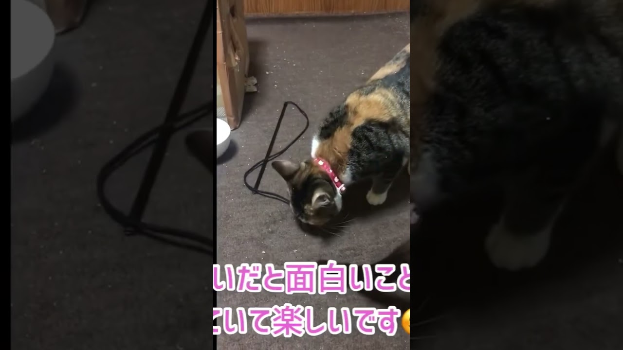 猫じゃらしで遊ぶ姉弟猫【三毛猫・シャムMIX】