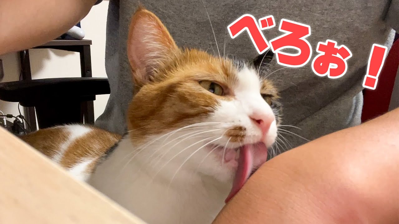 やすりのような舌で飼い主の皮膚を削り取ろうとする猫。