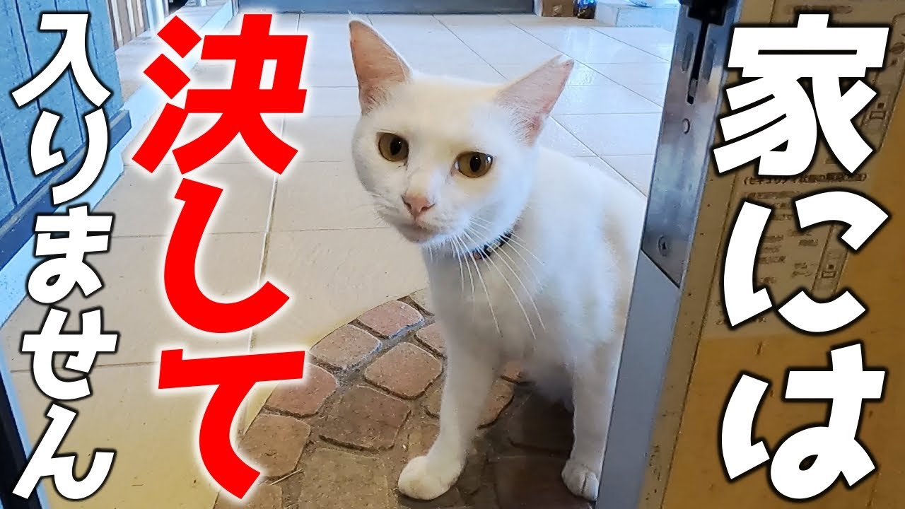 パパが誘ってもママがいない家の中には決して入らない乙女な庭子猫ちゃん[三毛母猫の子猫]