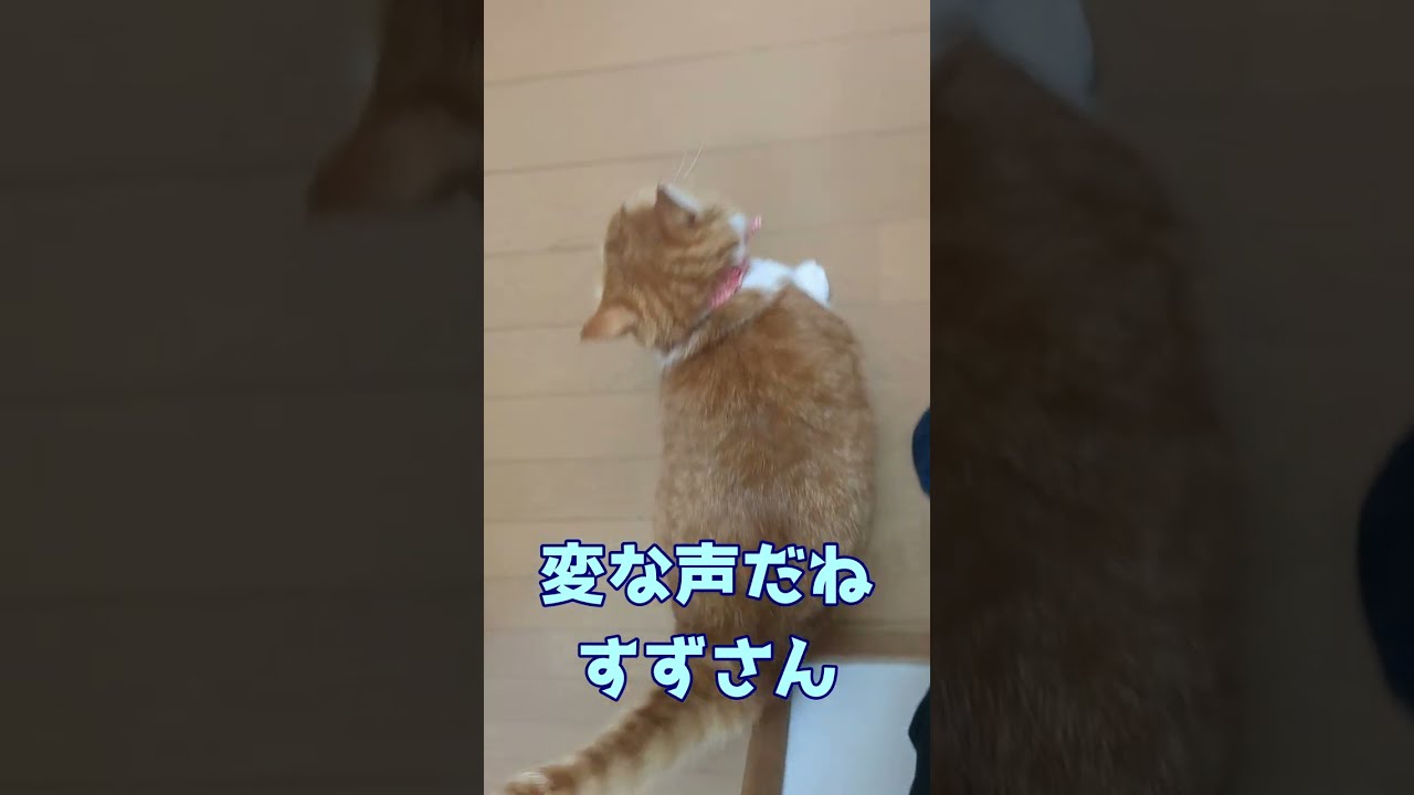 帰りを待ちすぎて変な声になる猫