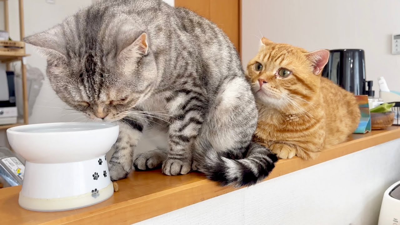 ママの食べ残しをひたすら待ってるぽちゃくんに悲しい出来事が...！ #猫 #マンチカン