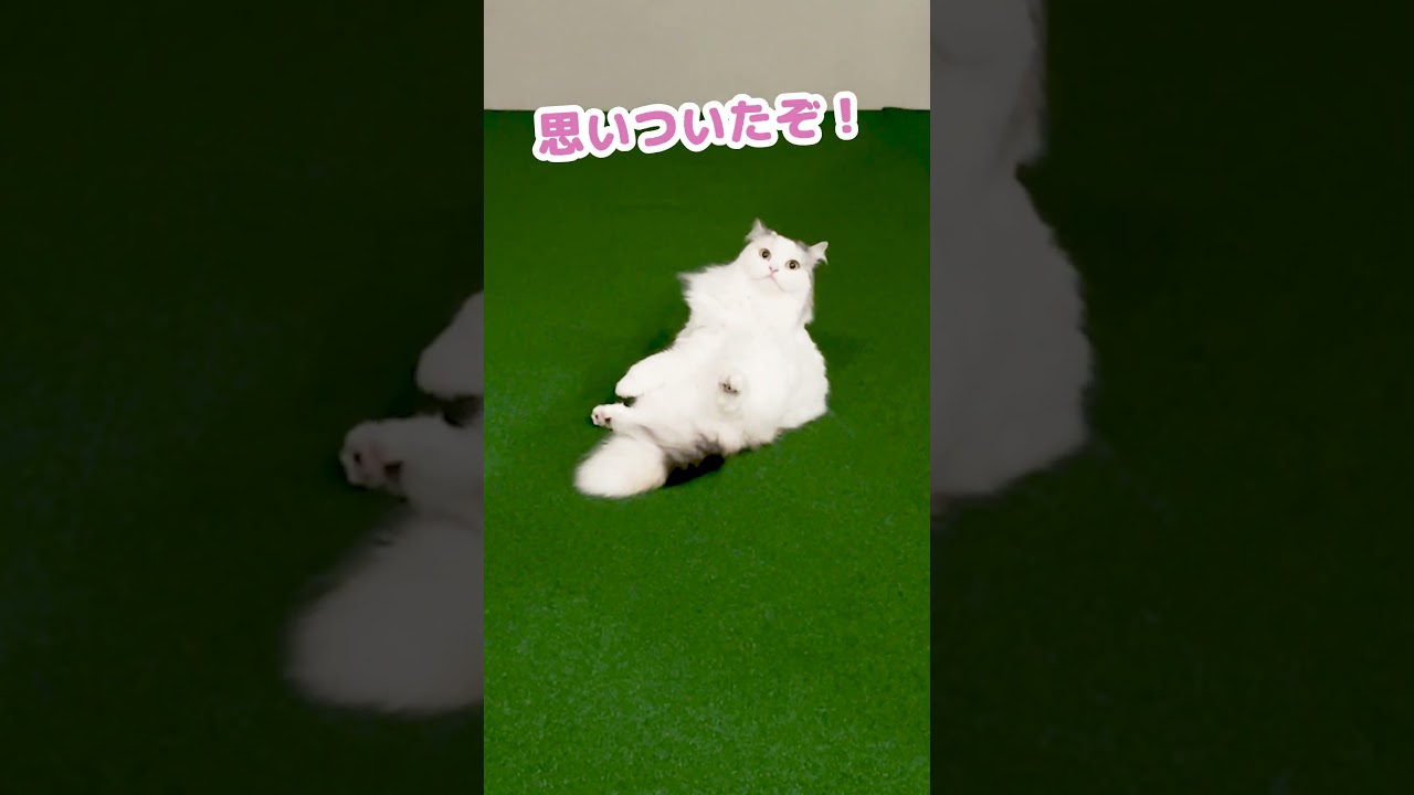 【奇跡】とうとう師匠を手懐けた猫 #Shorts