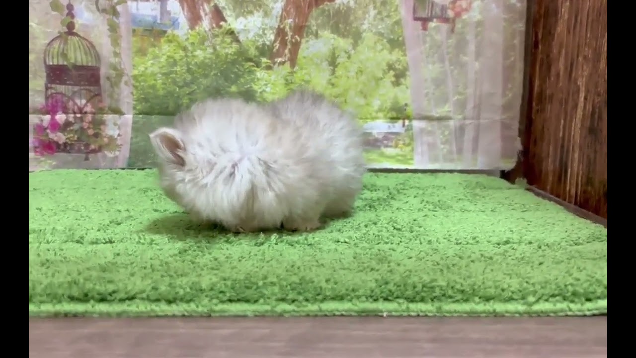 ペルシャ 人気カラーチンチラシルバーの男の子です！