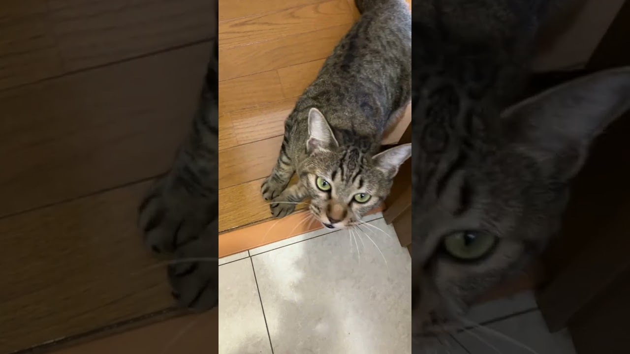 猫に愛されすぎるとこうなります。#保護猫 #きじとら猫 #かわいい