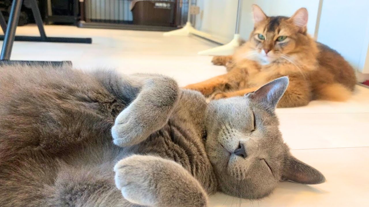 一緒に昼寝するほど仲良くなったロシアンブルーとソマリの兄弟