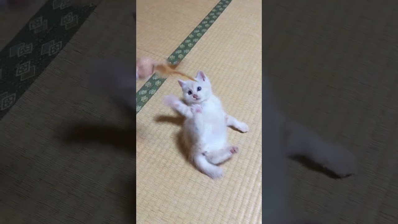 ほんとに子猫…？#shorts