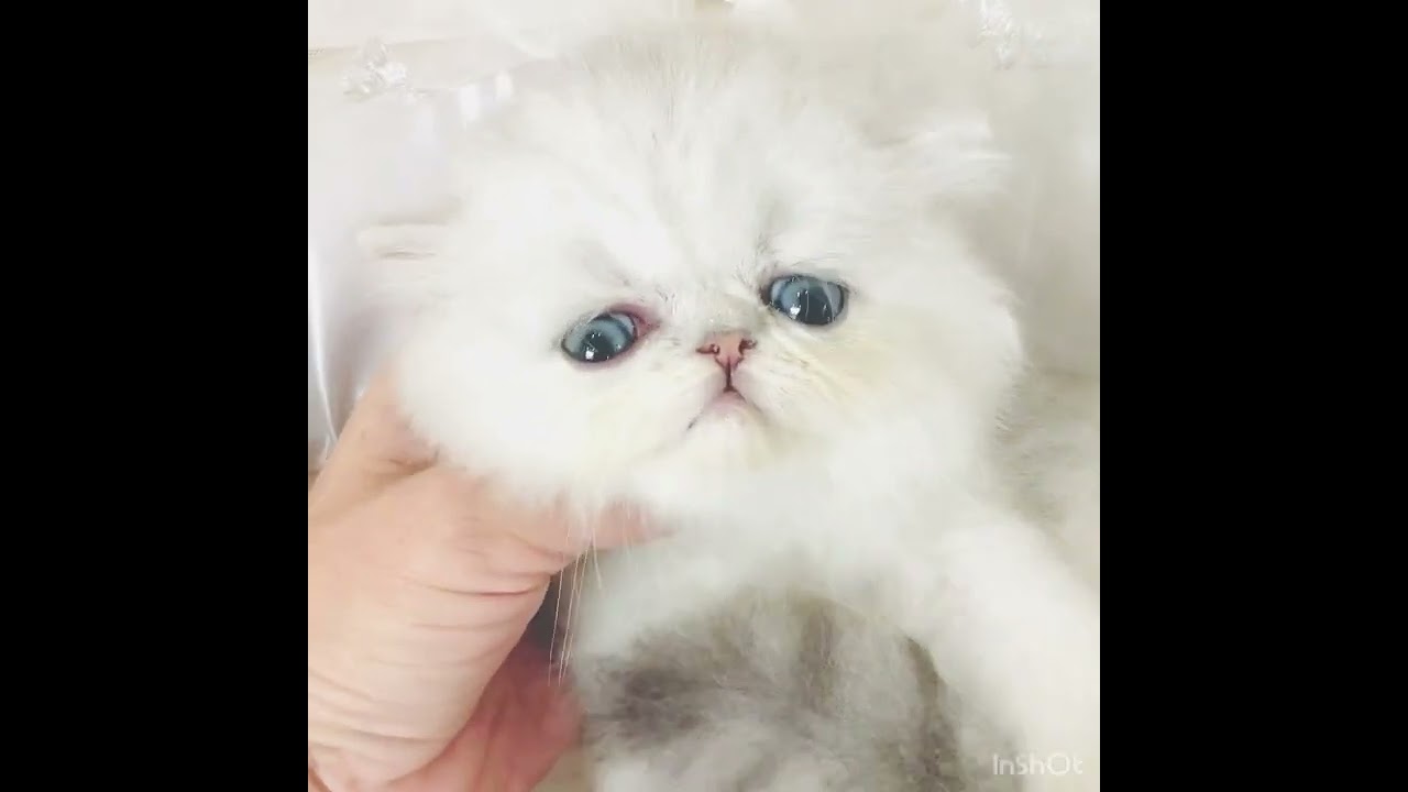 ペルシャ（チンチラ） 【チンチラシルバー】スーパー可愛い僕です。