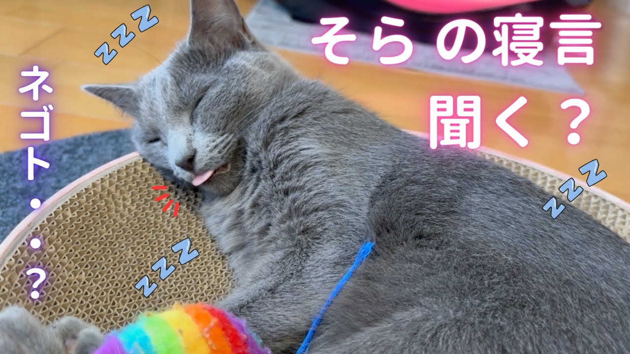 そらちゃんの可愛い寝言を公開❣️（ロシアンブルー）
