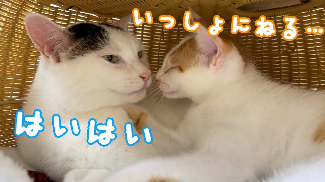 ずっと末っ子だった先住猫チロさんがしっかりお兄ちゃんしてます！