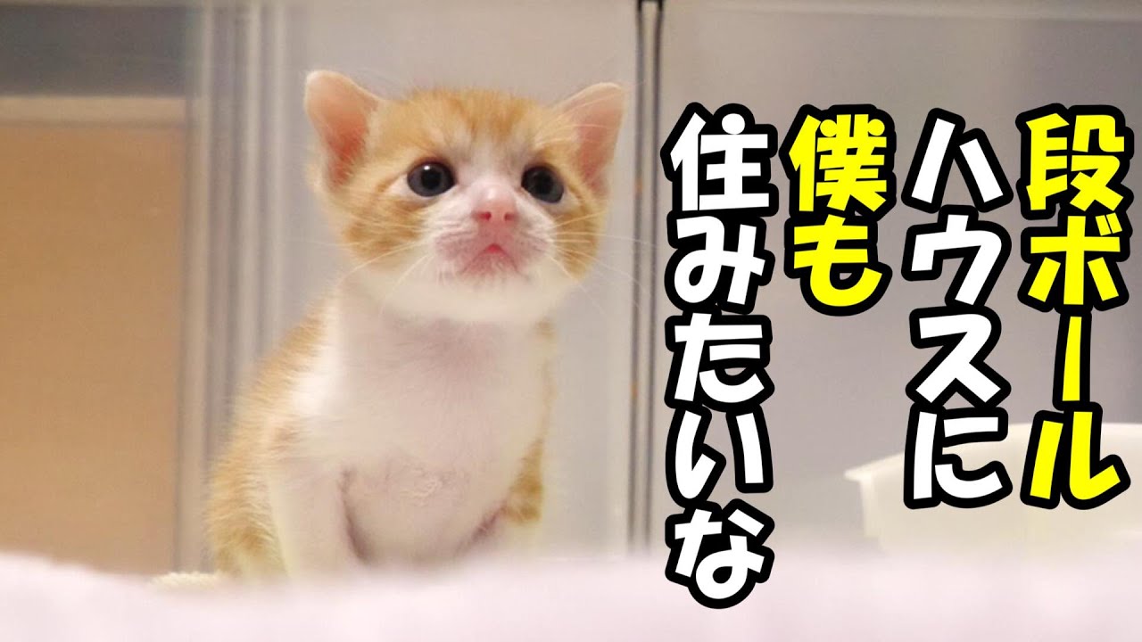 段ボールハウスを子猫が羨ましそうに見つめるので新しいハウスを準備する【赤ちゃん猫　保護猫】