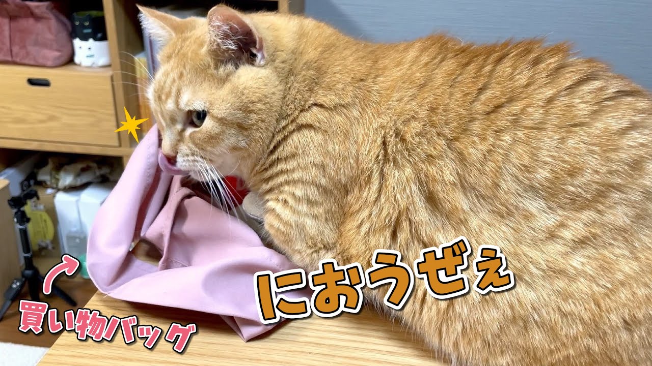 匂いを嗅ぎつけてママのバッグを漁りにきた現行犯がこちら！笑