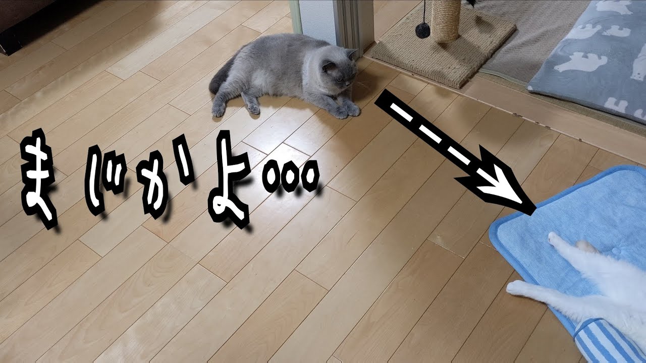 クセ強寝相の猫が可愛い動画