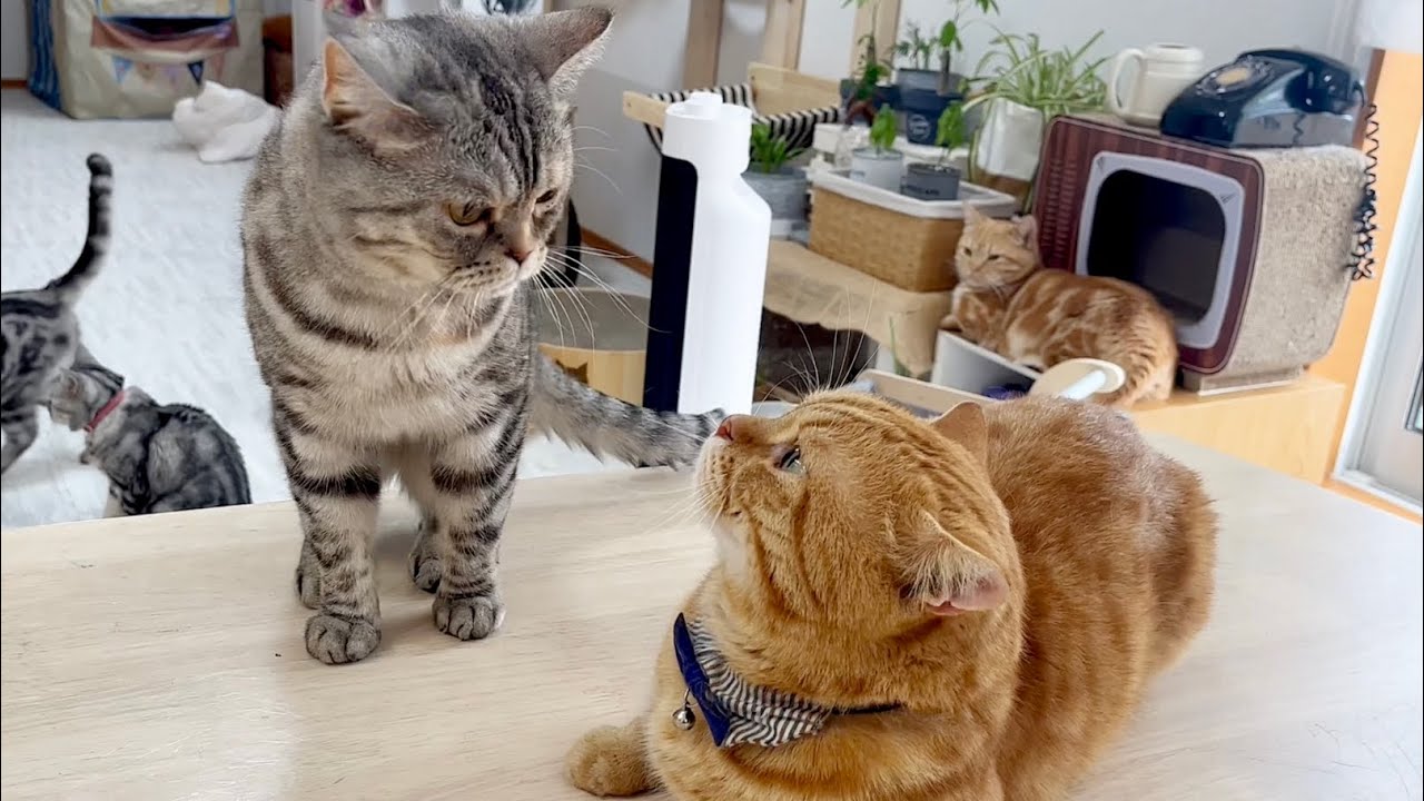 ポッポ夫人のイケない妄想... #猫 #マンチカン