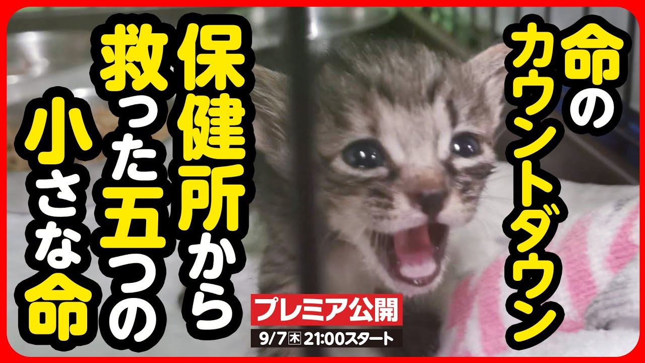 【子猫 保護】命が消える前に...！保健所に収容された仔猫を緊急レスキューしました