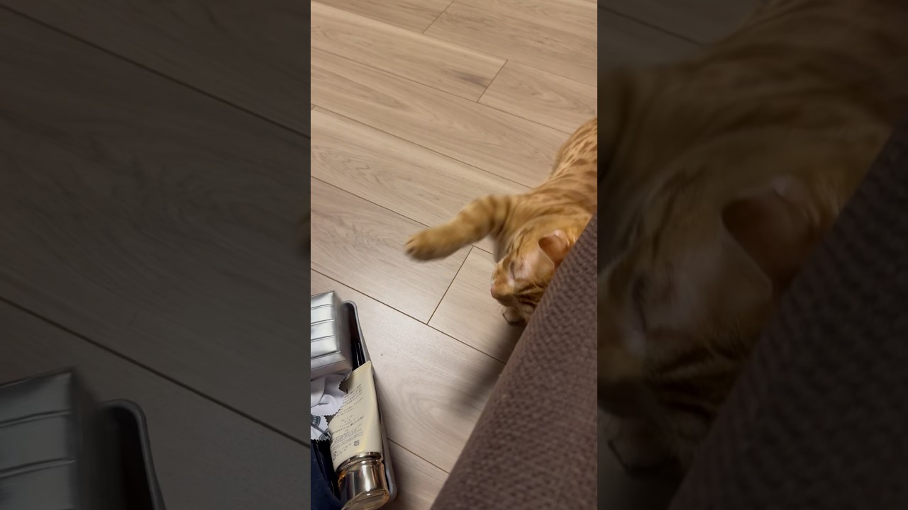 👩爪切りはじめただけなのに… #キンカロー #猫 #cat #catlover #catlovers #catvideo #catvideos #고양이 #猫のいる暮らし #子猫