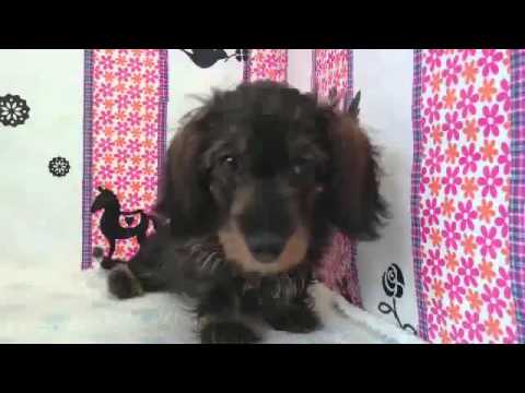 ペットショップCOO&RIKU　№271973M・ダックスフンド（ワイヤーヘアー）