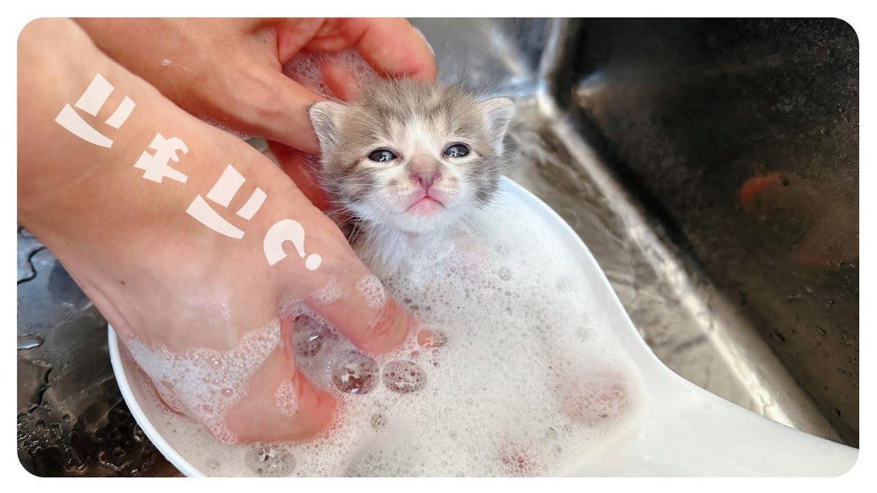 【子猫のシャンプー】「ぴゃーぴゃー」汚れていたので洗いました【保護猫生活】