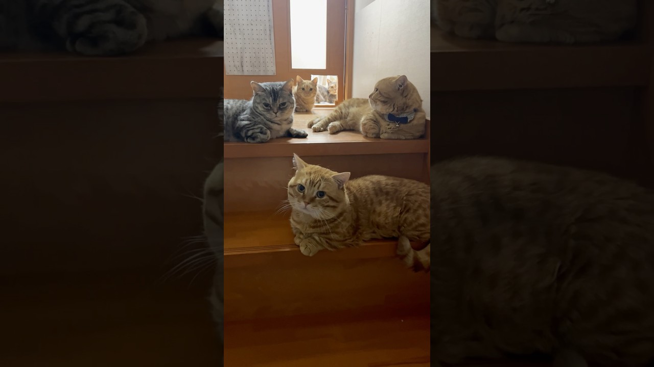 我が家の階段 #猫 #マンチカン #shorts