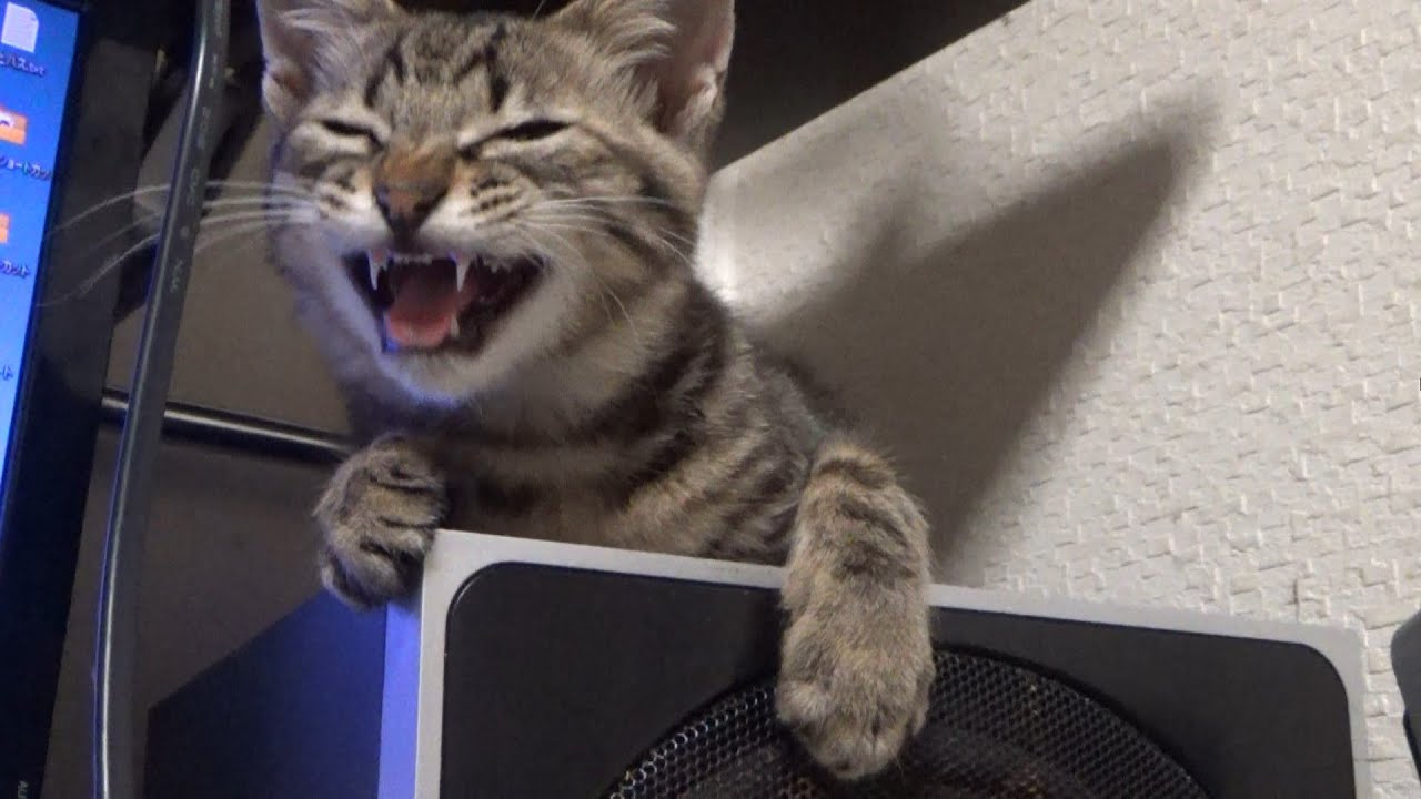 眠気を我慢しながらも返事をしてくる子猫