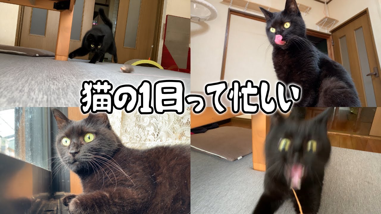 【猫との生活】黒猫と1日過ごしてみたら思った以上にハードでした