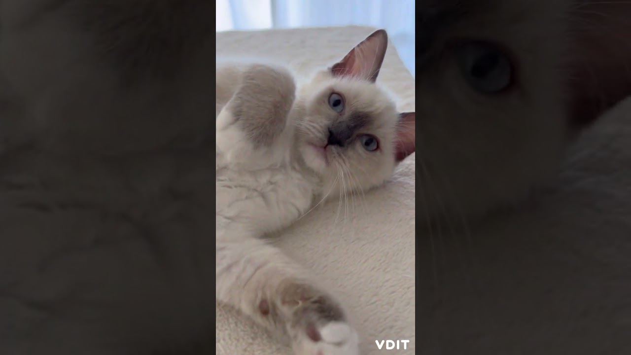 眠いのかにゃ〜