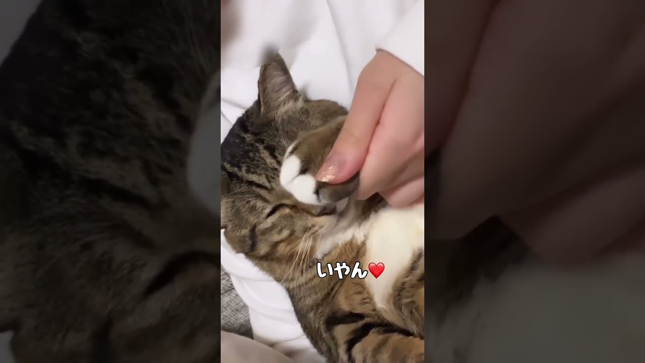 無抵抗すぎて飼い主に遊ばれる元ボス猫。ほたて君。可愛すぎて食べちゃいたい #保護猫 #元ボス猫 #半年前まで現役ボス猫でした