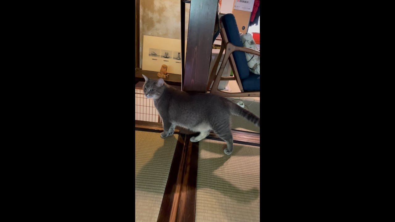 #風の猫　朝ごはんをしっかり食べて..　下に降りるか降りないかしばらく考えて..　降りないことを選ぶ猫...　#shorts