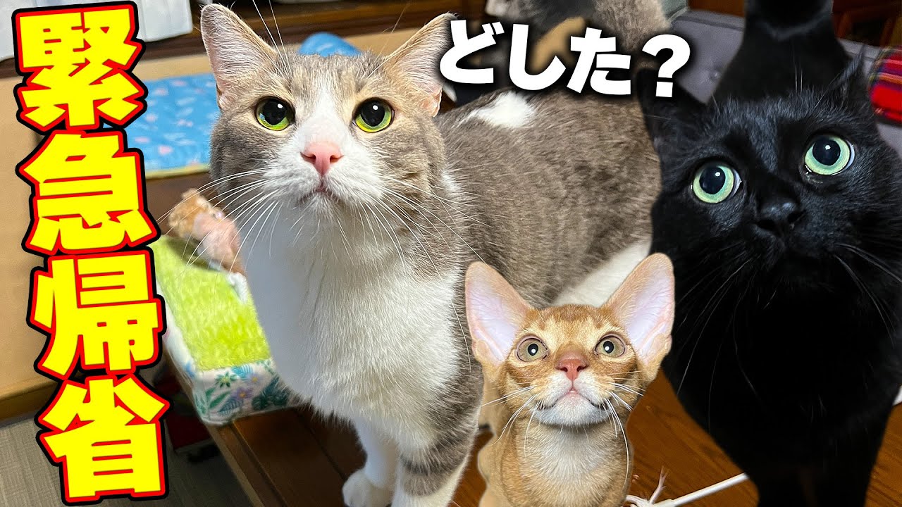 実家にいる猫が大手術すると連絡が来たので急いで実家に帰省することにしました。