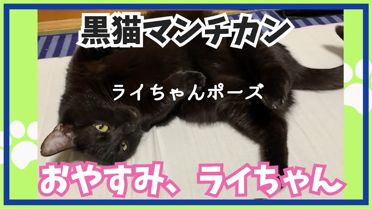 黒猫マンチカン【 おやすみ、ライちゃん 】#かわいい猫 #cutecat #黒猫 #マンチカン #短足猫 #猫 #ペット #メインクーン #ポメラニアン #チワワ #ミックス猫