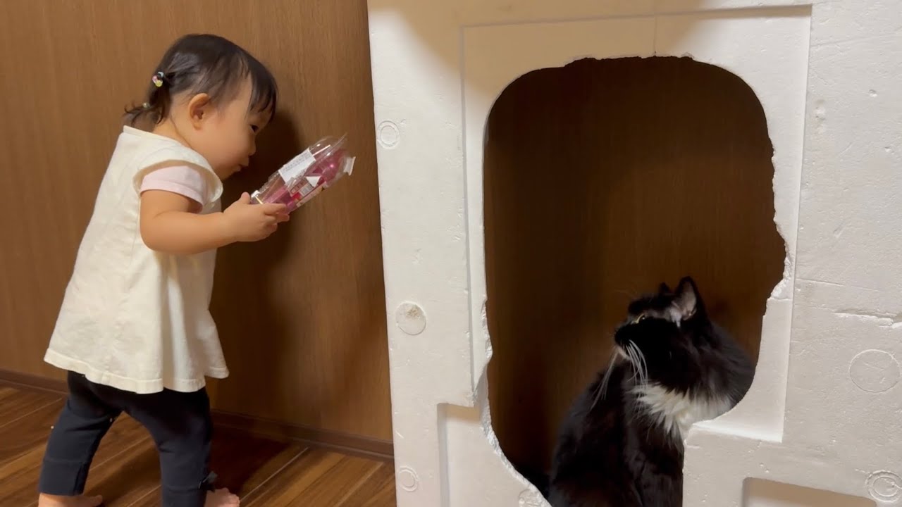 額縁みたいなスペースに収まる猫　ラガマフィンA cat that fits in a small space. Ragamuffin