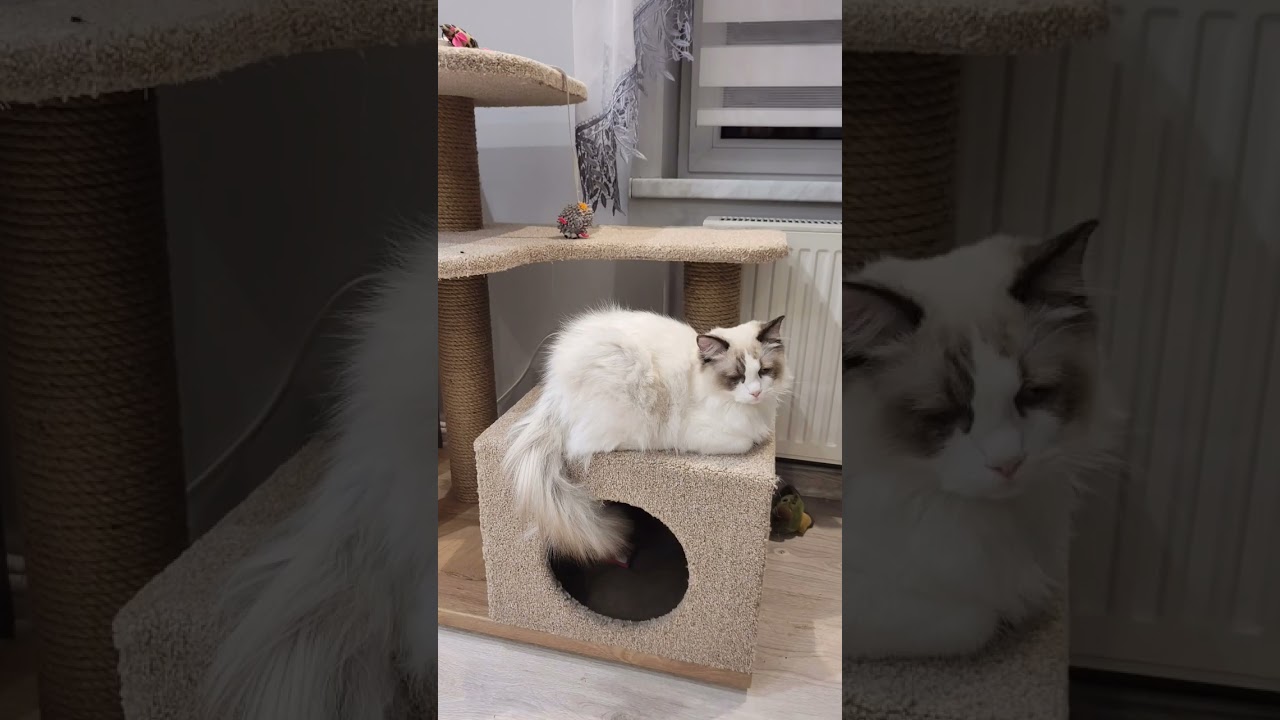 Cat for 1 million in a house DIY.