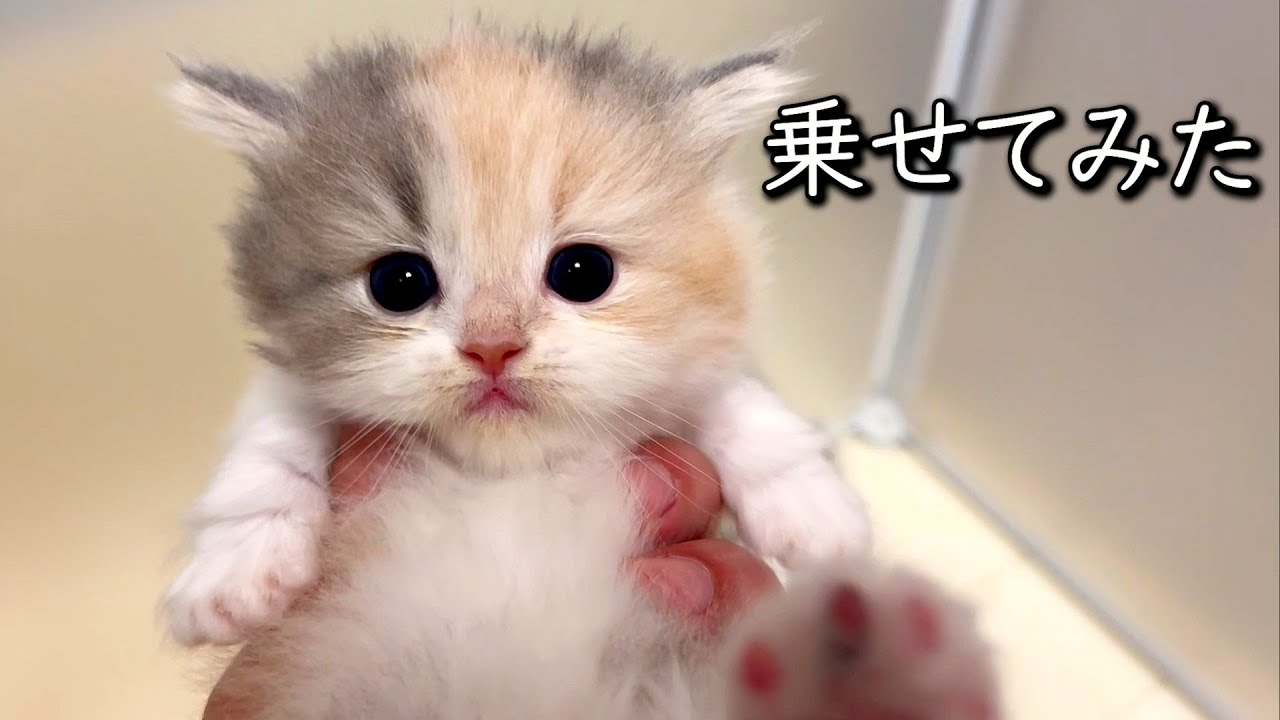 【マンチカンの子猫】子猫達を強引に乗せてみたが無理だった件 ∼猫のいる生活Vol.793~ 出産動画 マンチカン短足・ミヌエット・ペルシャ猫専門ブリーダー『ペット蔵人』【子猫の成長記録】