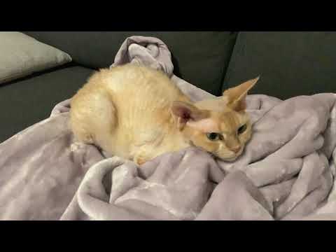 デボンレックス猫が夕食後休んでいます(Devon Rex cat having a rest after dinner)
