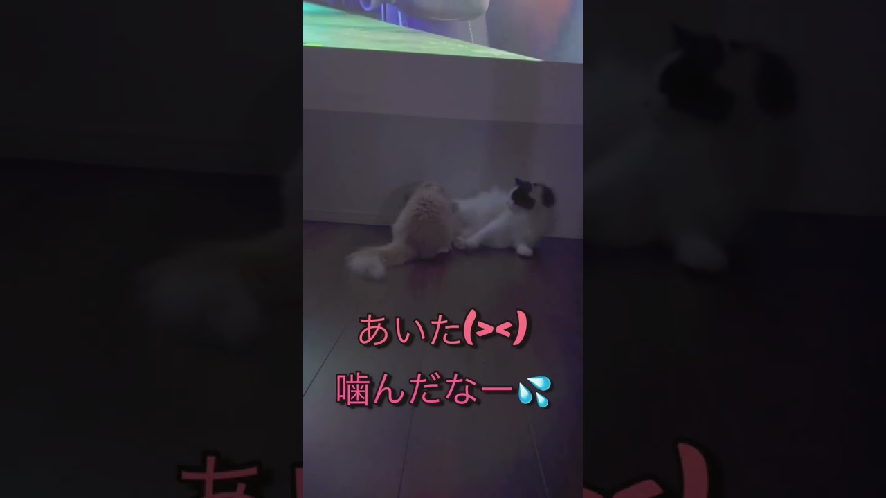 #cat #ノルウエージャンフォレストキャット #ねこ #ノルウェージャン #cutecat #子猫 #猫のいる暮らし #猫動画 #猫 #猫のいる暮らし #癒しねこ #もふもふ猫 #ねこ動画