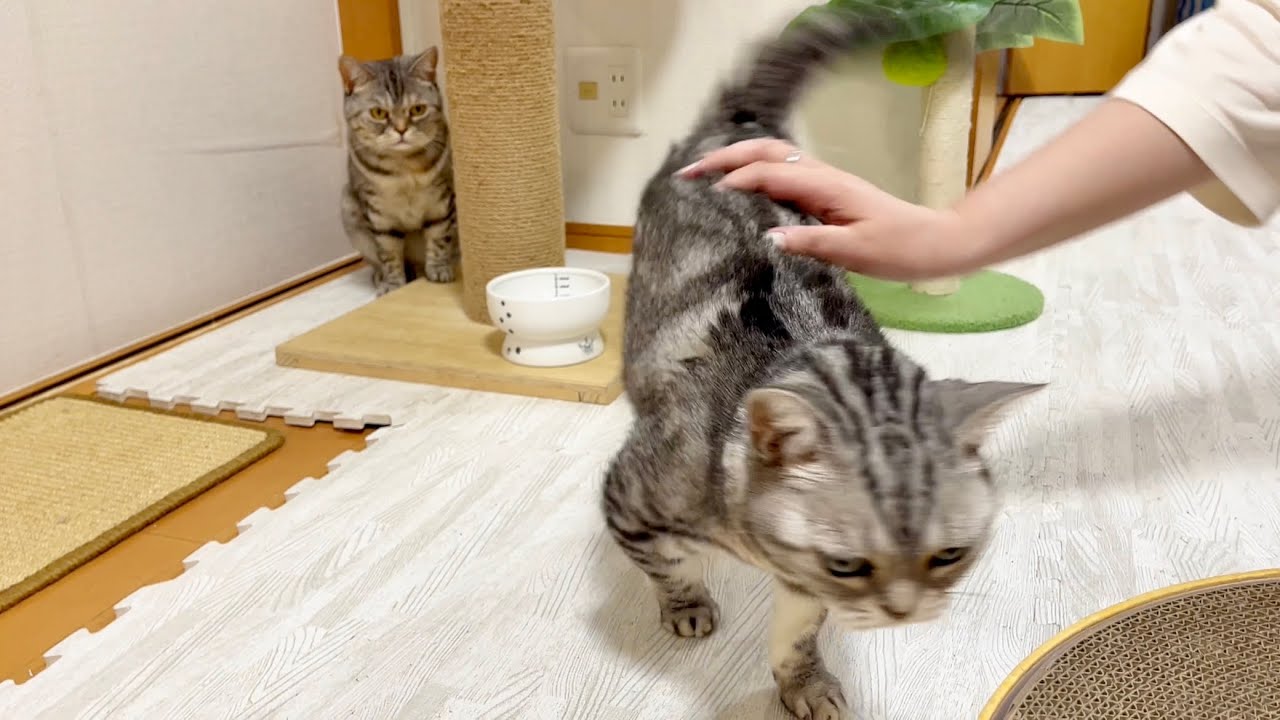お客さんに甘えまくるあい様のことを木陰から見守る巨人の星みたいなポッポママ