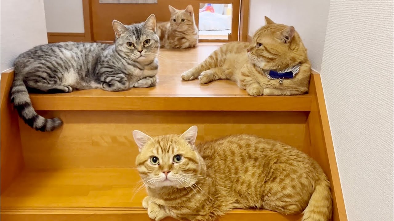 階段でくつろぐ茶々ファミリーに事件が！ #猫 #マンチカン