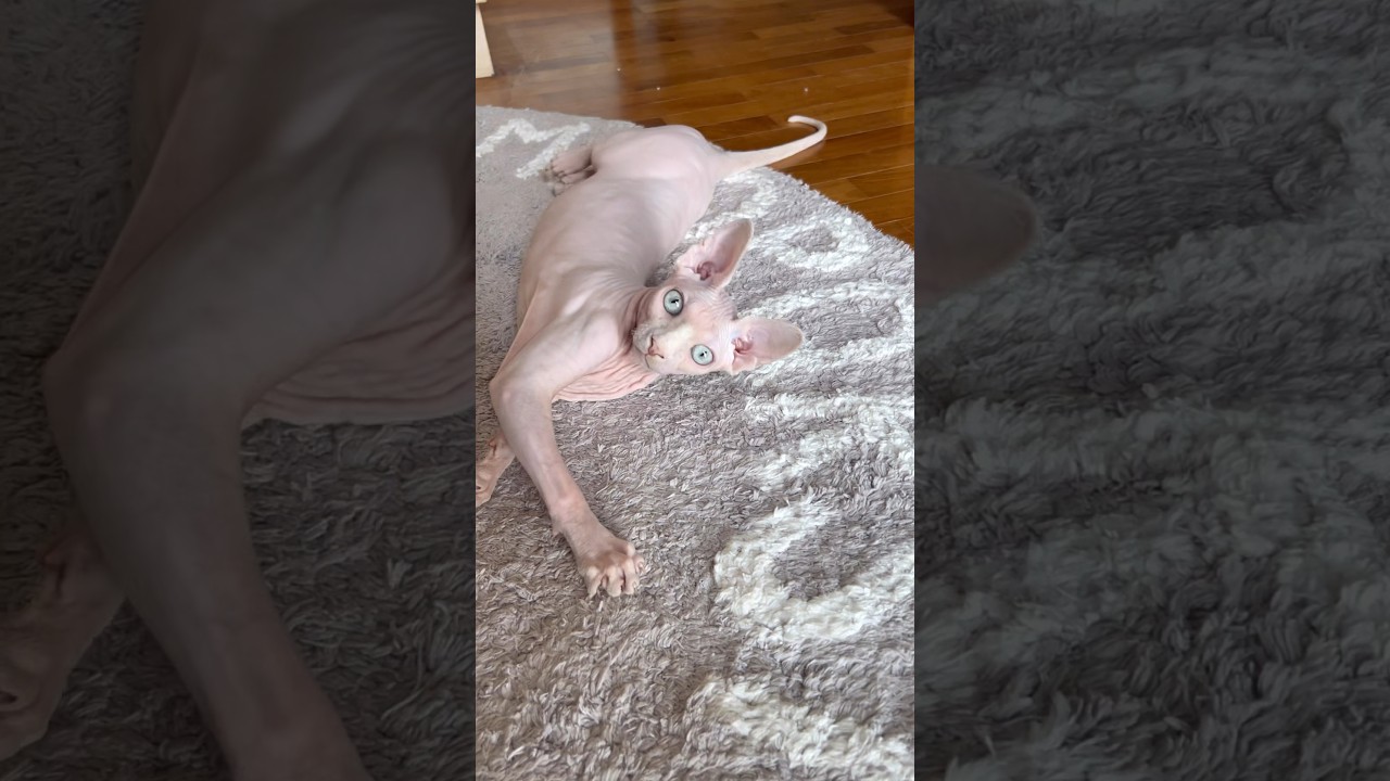 毛のない子猫の動きと声が可愛いすぎる【スフィンクス猫】