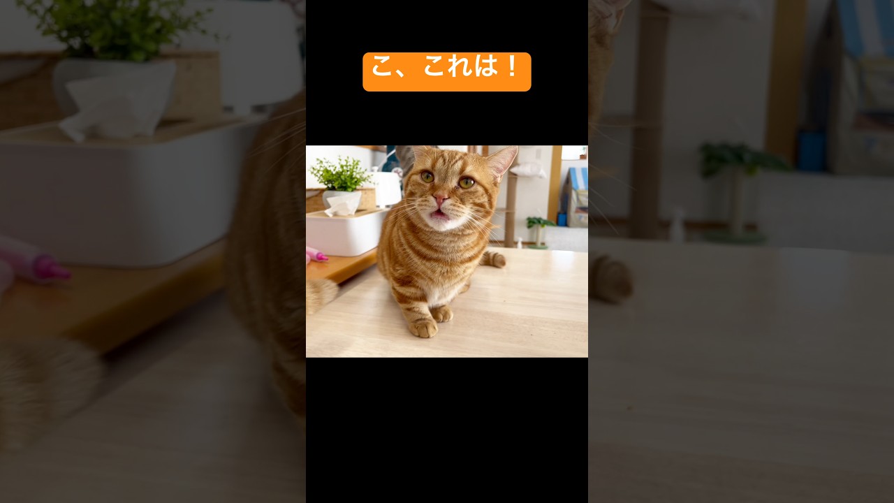 猫YouTuberちゃびは... #猫 #マンチカン #shorts