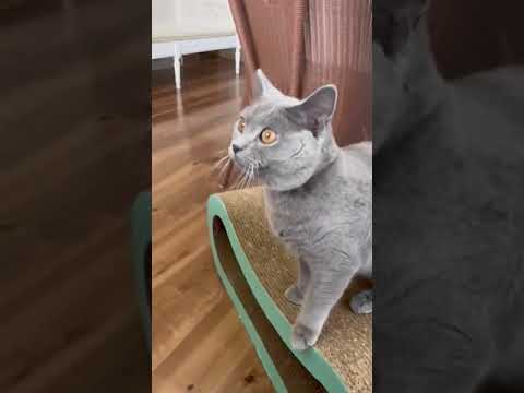 シャルトリュー 去勢手術済みです。父猫はアメリカ外産。ブルーソリッド（フワフワなダブルコート）