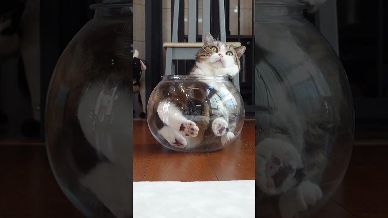 液体から固体に戻るねこ。 #Shorts