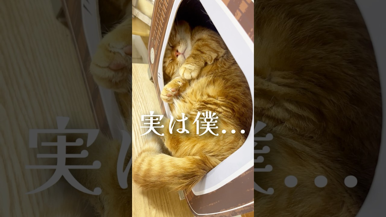 実は僕... #猫 #マンチカン #shorts