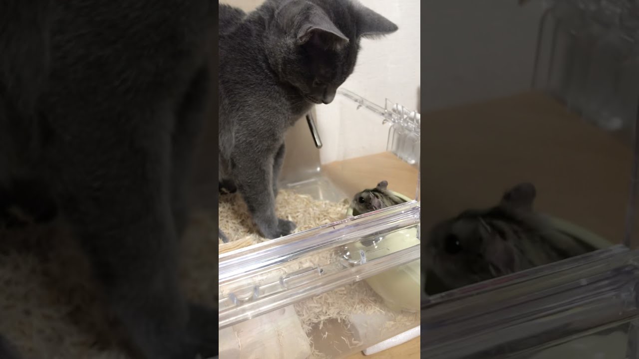 Cat comes to visit a hamster's house #shorts