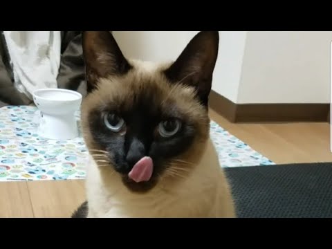 始めまして!!元野良猫のｼｬﾑで女の子のしょうこです。Nice to meet you!Siamese cat girl. I look forward to working with you
