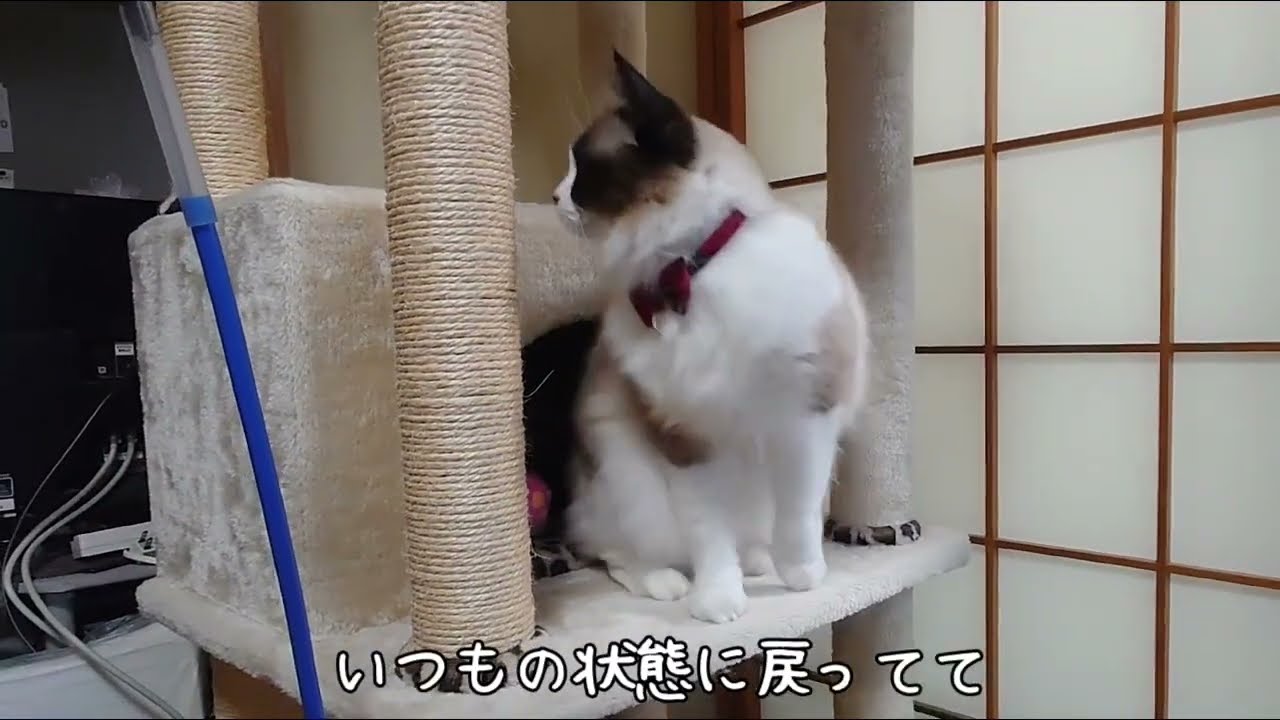 猫(ラグドール　ルルナ)  病院用に撮影した2022.12.3、2023.6.22の症状の記録（突然歩けなくなる）