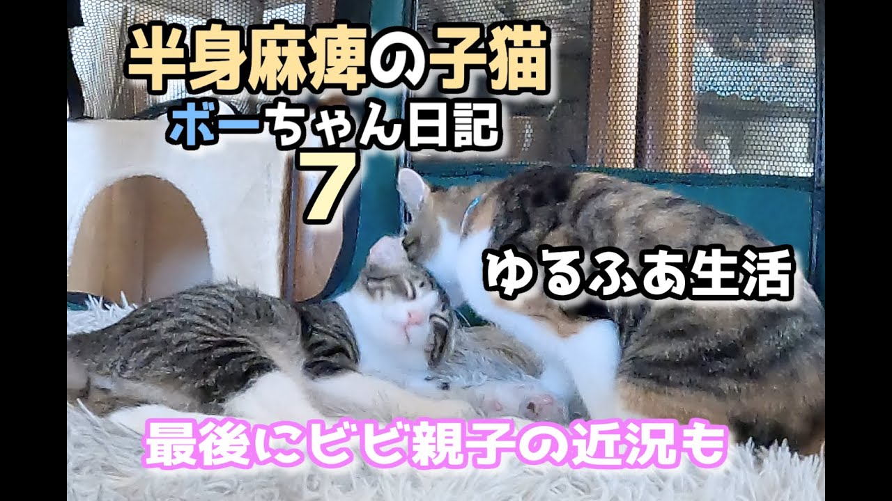 【保護子猫ボーちゃんモコちゃん日記７】ボーちゃんゆるふあ生活＃kitten＃cat＃猫